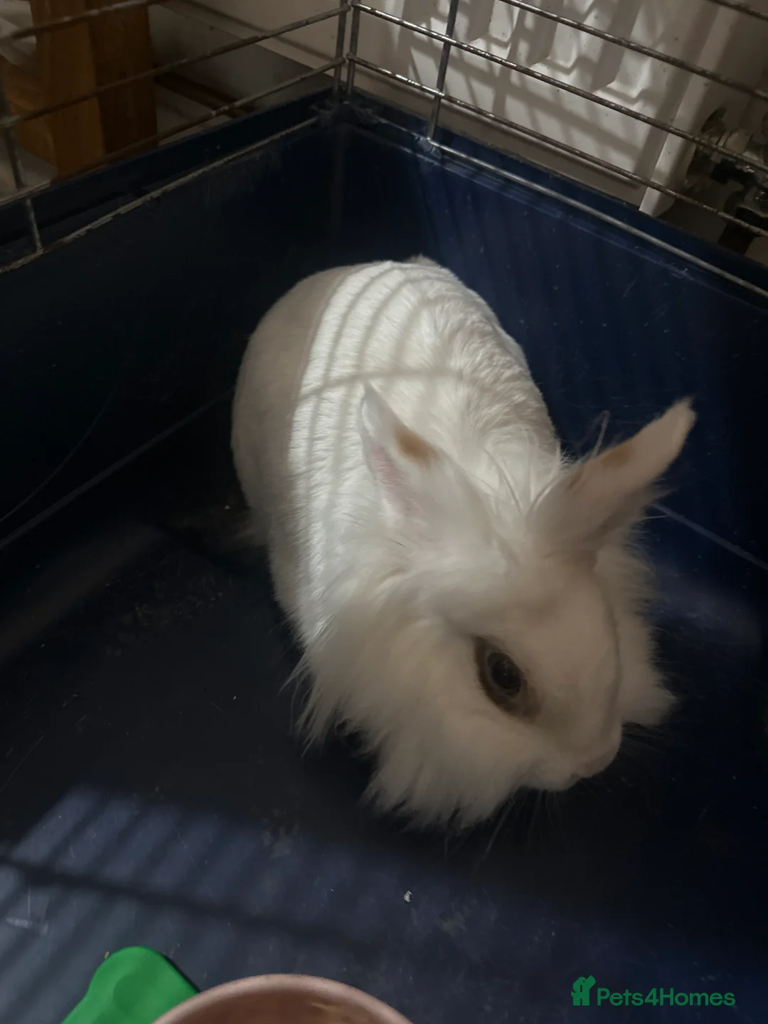 Belgian Hares rabbits for sale: Rabbit - Advert 1