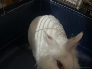 Belgian Hares rabbits Rabbit - Advert 1