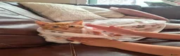 Mixed Breed cats for sale: VERY FRIENDLY FLUFFY KITTENS - Advert 28