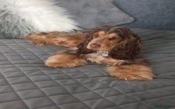 Cocker Spaniel dogs for sale: KC Show Cocker Spaniel Pups DNA health Simbawood  - Image 3