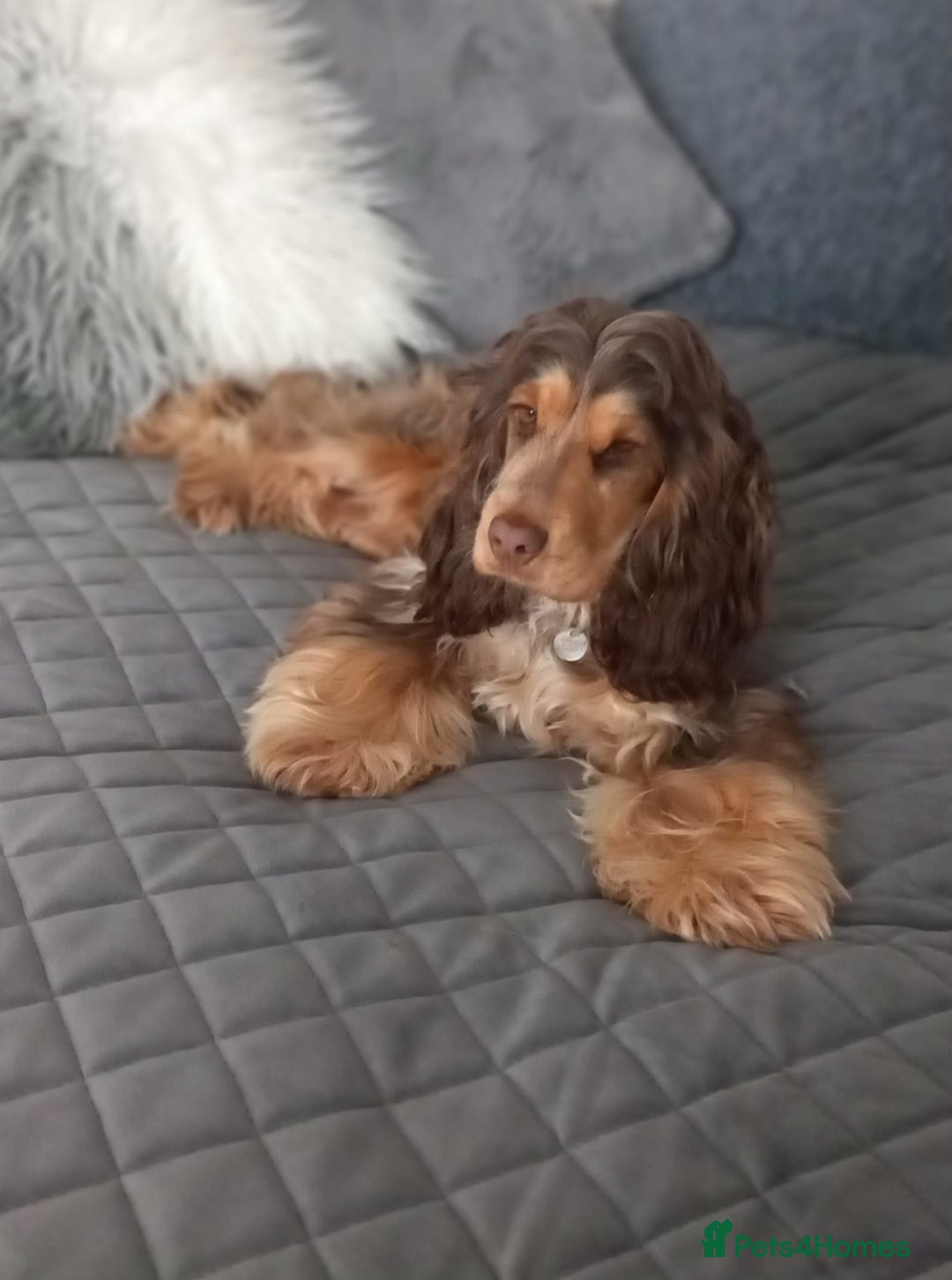 Cocker Spaniel dogs for sale: KC Show Cocker Spaniel Pups DNA health Simbawood  - Image 3