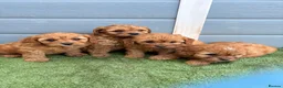 Cavapoo dogs for sale: Cavapoo - Advert 6