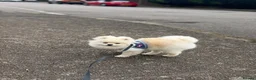 Pomeranian dogs for sale: Gorgeous Teddy Bear boy  in London - Advert 7
