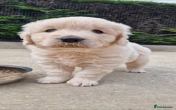 Golden Retriever dogs for sale: Golden Retriever puppies - Image 1