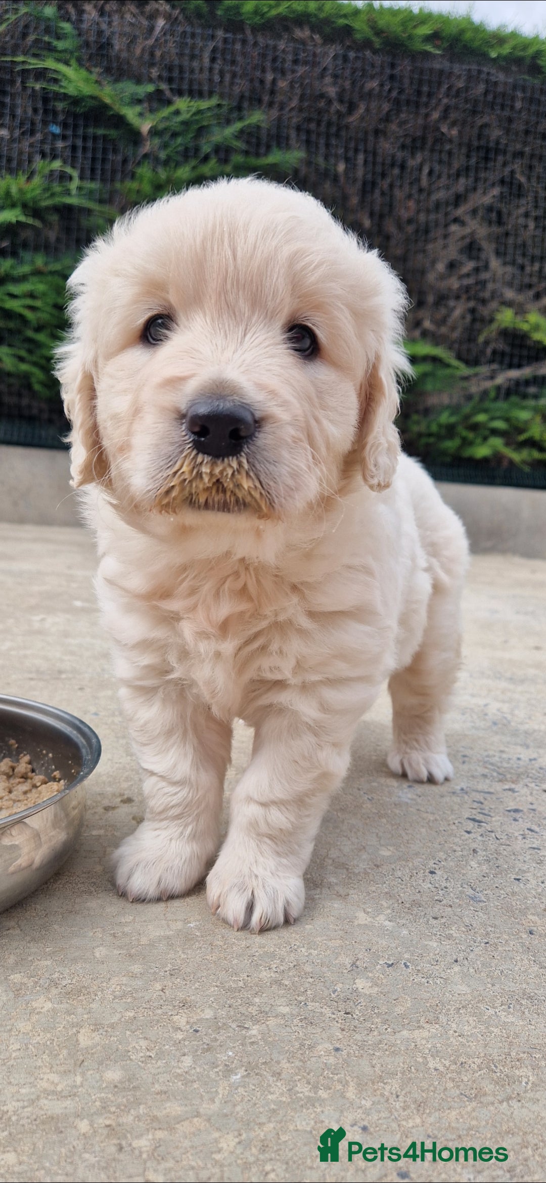 Golden Retriever dogs for sale: Golden Retriever puppies - Image 1