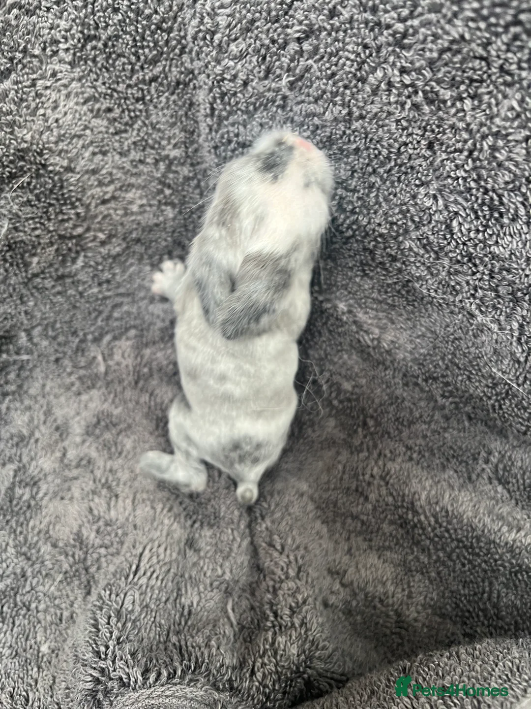 Mini Lop rabbits for sale: Gorgeous Mini Lops - Advert 12