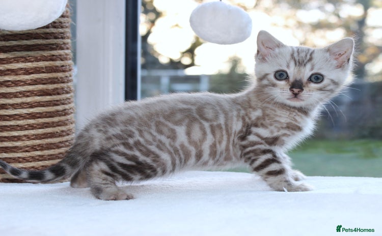 Bengal cats - Advert 1