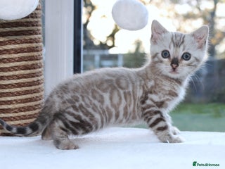 Bengal cats - Advert 8