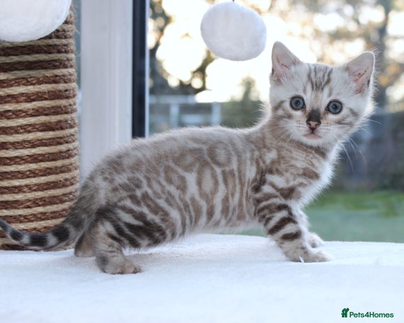 Bengal cats - Advert 10