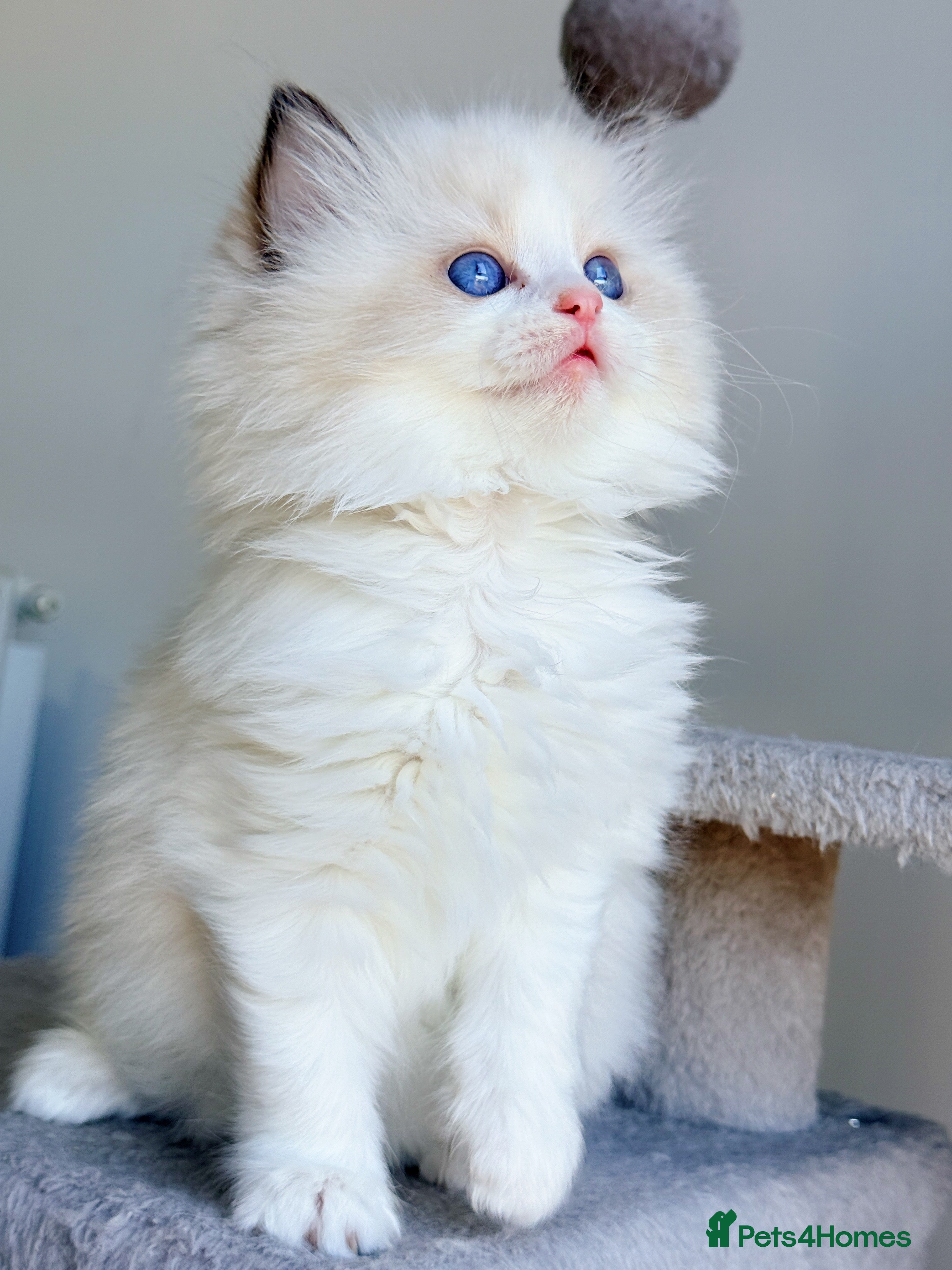 Ragdoll cats 💕 Beautiful Female Ragdolls 💕 - Advert 5