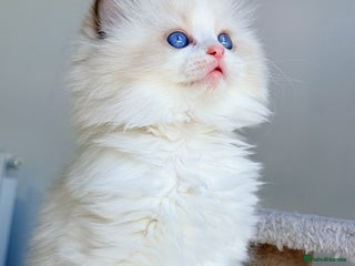 Ragdoll cats 💕 Beautiful Female Ragdolls 💕 - Advert 1