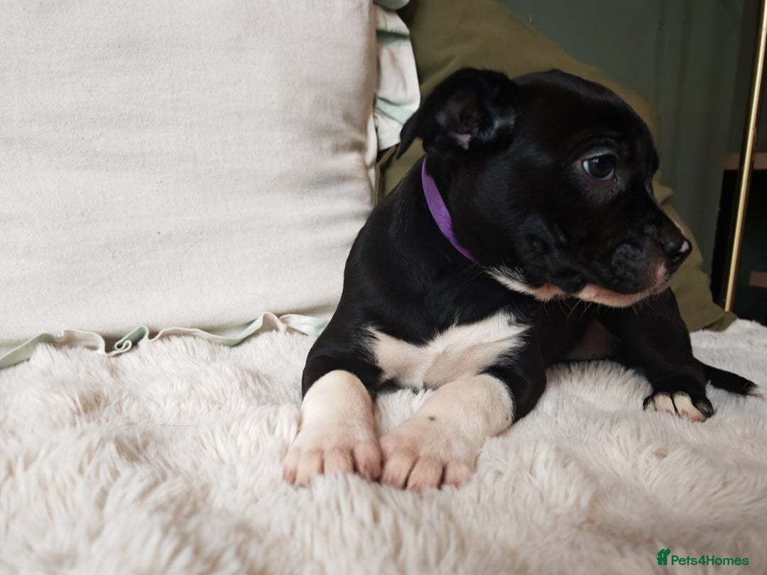 Mixed Breed dogs for sale: Olde English Bulldogge/Staffy Collie - Advert 28