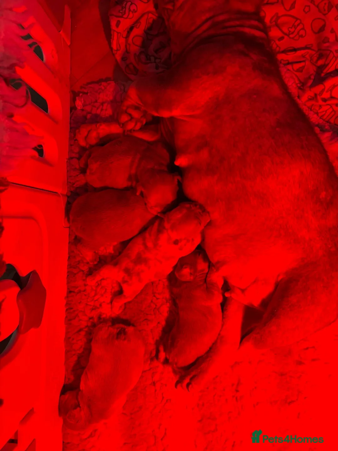 French Bulldog dogs for sale: Kc registered new shade french bulldog puppies  - Advert 26