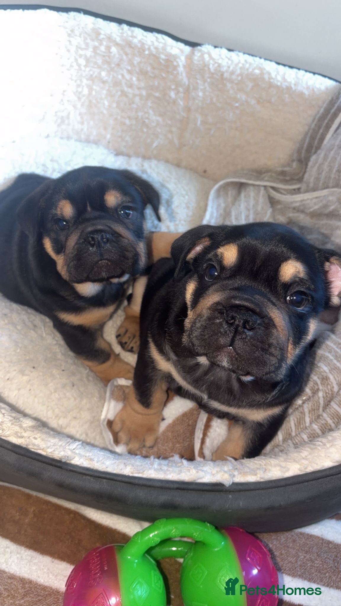 English Bulldog dogs 2 Gorgeous Black & Tan Girls - Advert 1