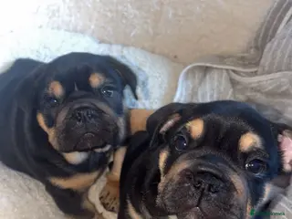 English Bulldog dogs 2 Gorgeous Black & Tan Girls - Advert 1