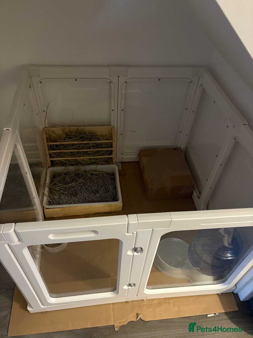 Mini Lop rabbits for sale: 2 female Sister bunnies for free  - Advert 3