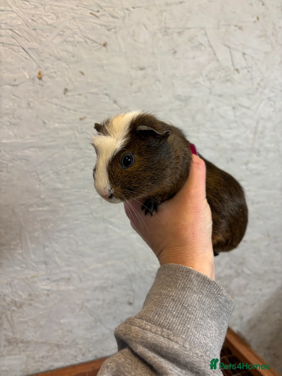 Mixed Breed rabbits for sale: Guinea pigs for sales - Advert 6