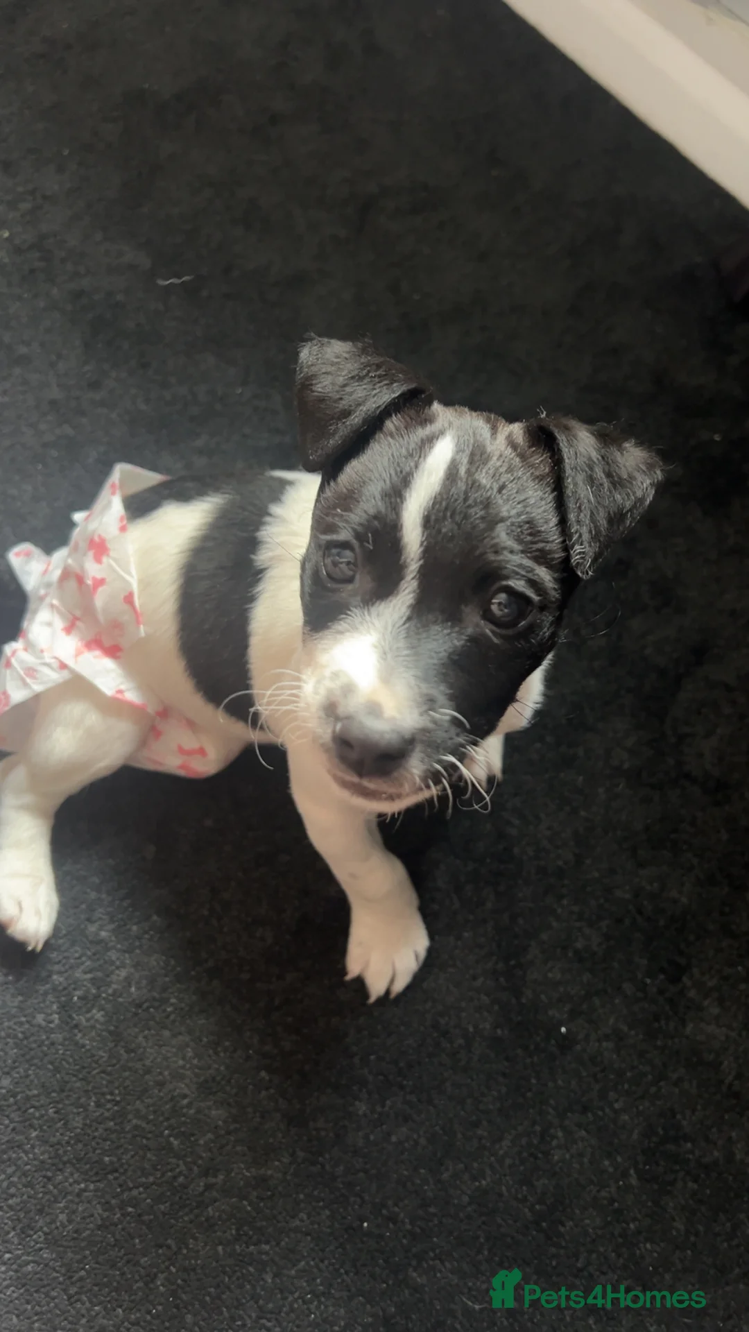 Jack Russell dogs for sale: Female Jack Russel  - Advert 36