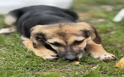 Mixed Breed dogs for adoption: DARIA -  a superb little girl, for a Loving Home - Image 4