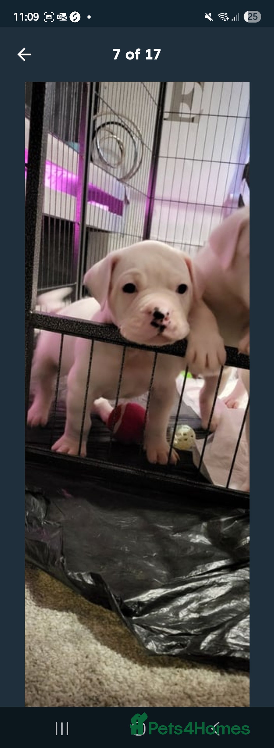 American Bulldog dogs for sale: American bulldog - Image 9