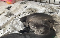 Staffordshire Bull Terrier dogs for sale: Sold  - Image 27