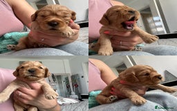 Cockapoo dogs for sale: Gorgeous f2 cockapoo puppies  - Image 1