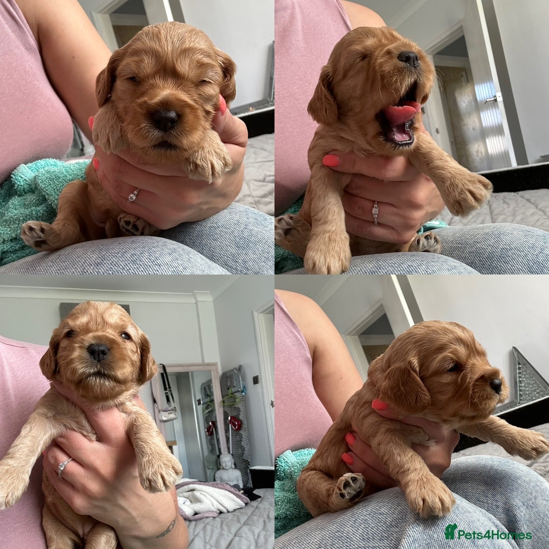 Cockapoo dogs for sale: Gorgeous f2 cockapoo puppies  - Image 1