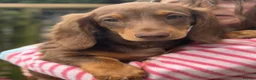 Dachshund dogs for sale: 1 KC Standard Long Haired Dachshund Puppies - Advert 33