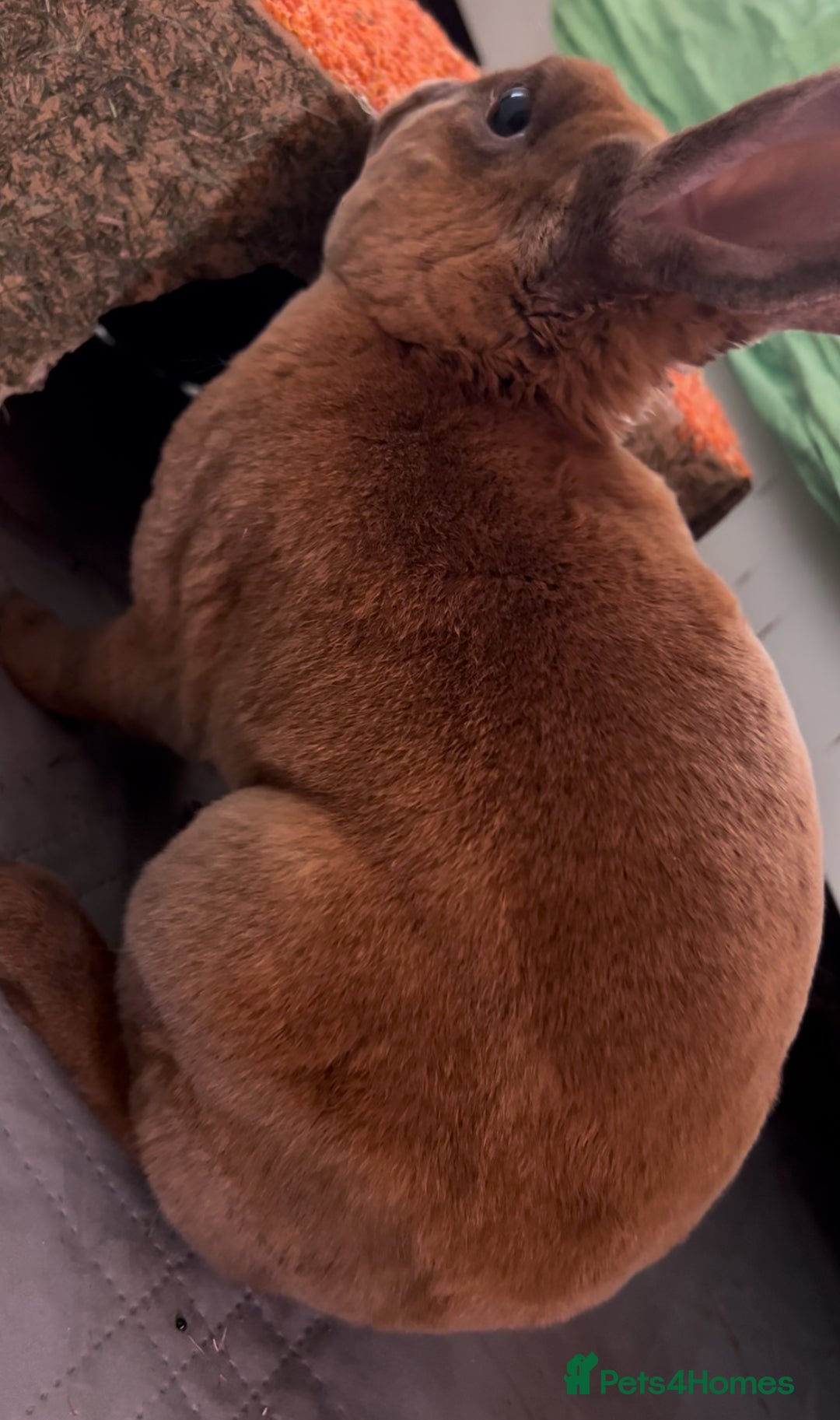 Rex rabbits for sale: gentle & playful purebred mini rex  - Image 3