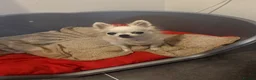 Chihuahua dogs for sale: 5 yr old female chihuahua  - Advert 3