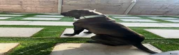 Cane Corso dogs for sale: Tyson  - Advert 6