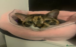 Domestic Shorthair cats for sale: 6 Month Old Female Kitten - Image 1