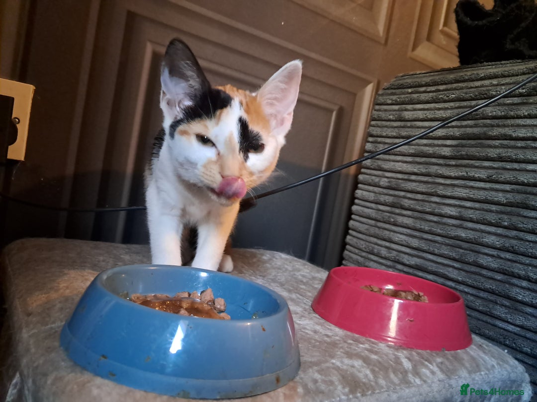 Mixed Breed cats for sale: 2 gorgeous kittens - Advert 3