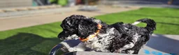 Miniature Poodle dogs for sale: 6 weeks old F1b Moyen Poodle  - Advert 34