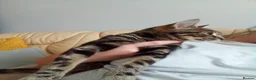Bengal cats for sale: Female Bengal cat 12 months old - Advert 7