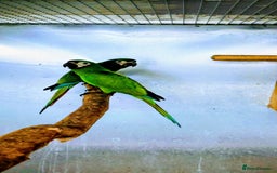 Macaws birds for sale: Chestnut fronted severe macaws - Image 7