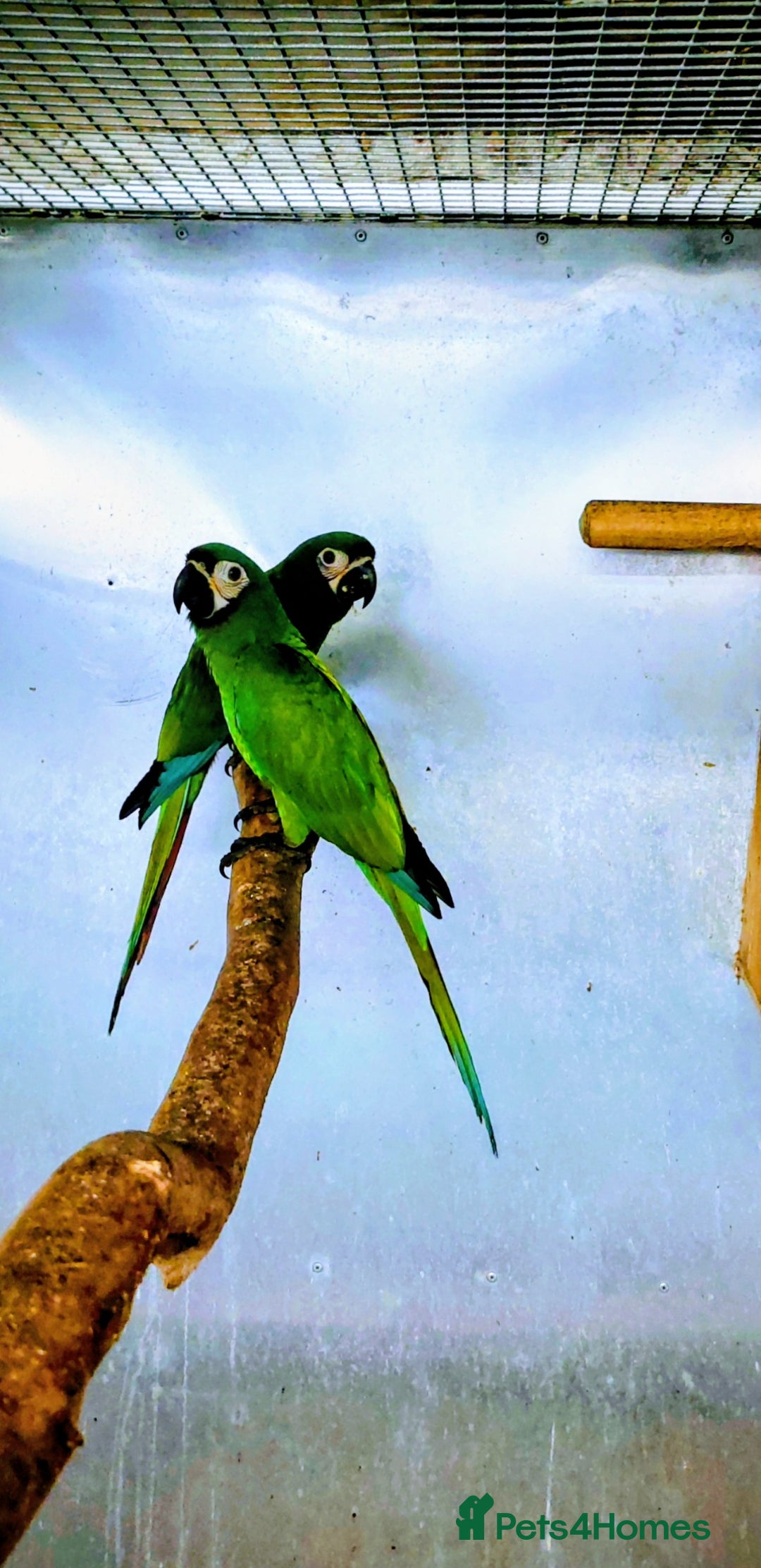 Macaws birds for sale: Chestnut fronted severe macaws - Image 7