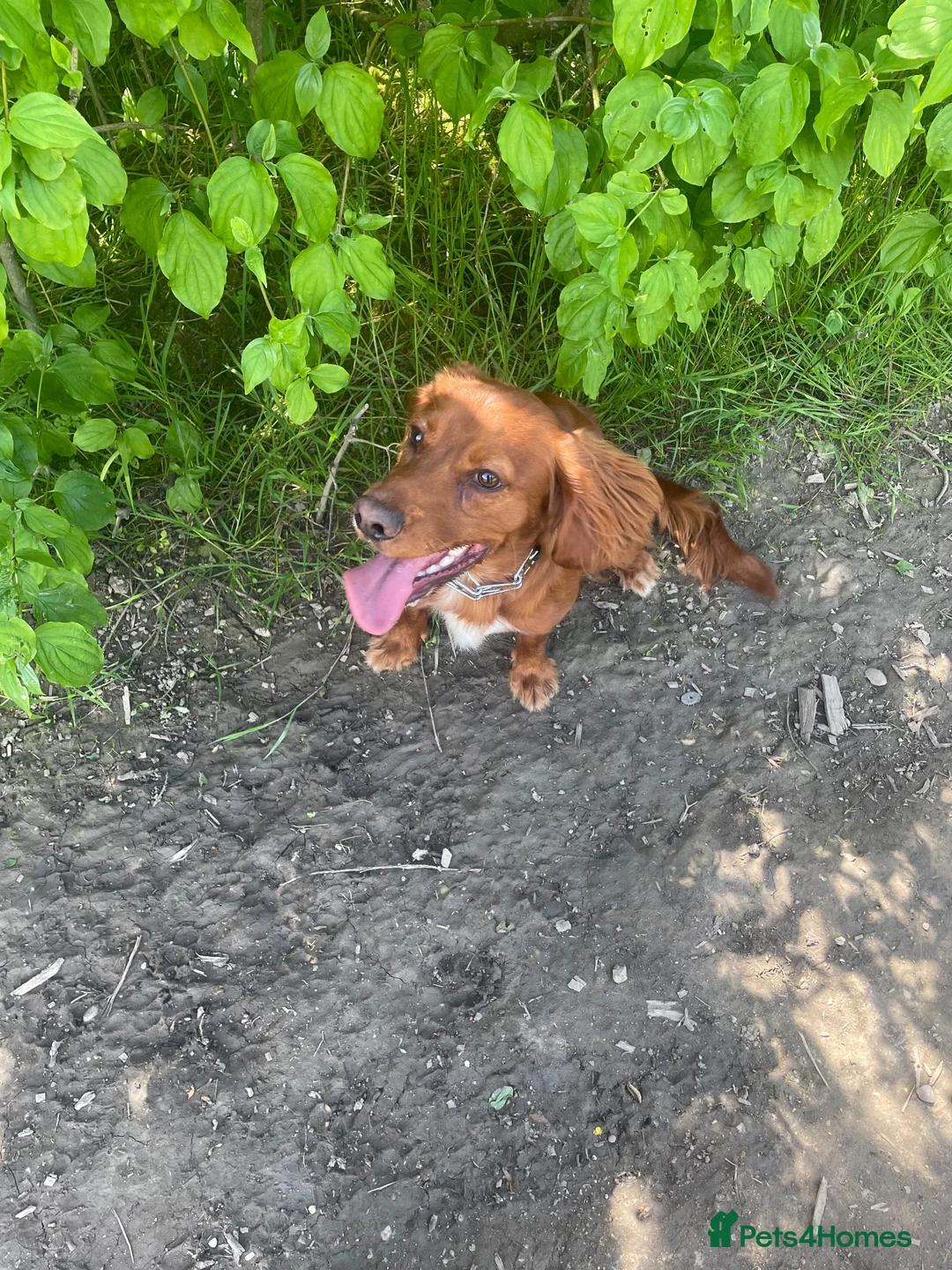 Cocker Spaniel dogs for sale: 1 year old male working cocker spaniel - Advert 1