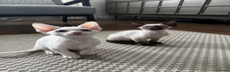 Devon Rex cats for sale: Stunning White Devon Rex Boy - Advert 13