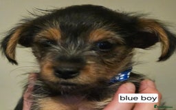 Yorkshire Terrier dogs for sale: 3 beautiful Yorkshire terriers  - Image 5
