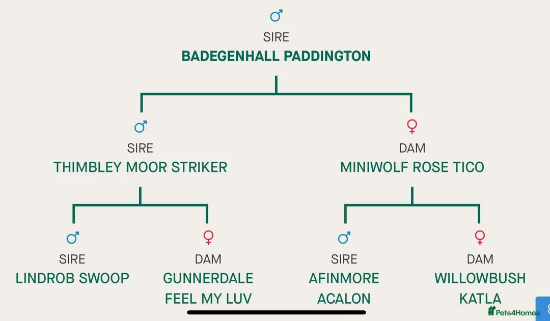 Labrador Retriever dogs for stud: Handsome Proven KC Registered Labrador Stud - Advert 6