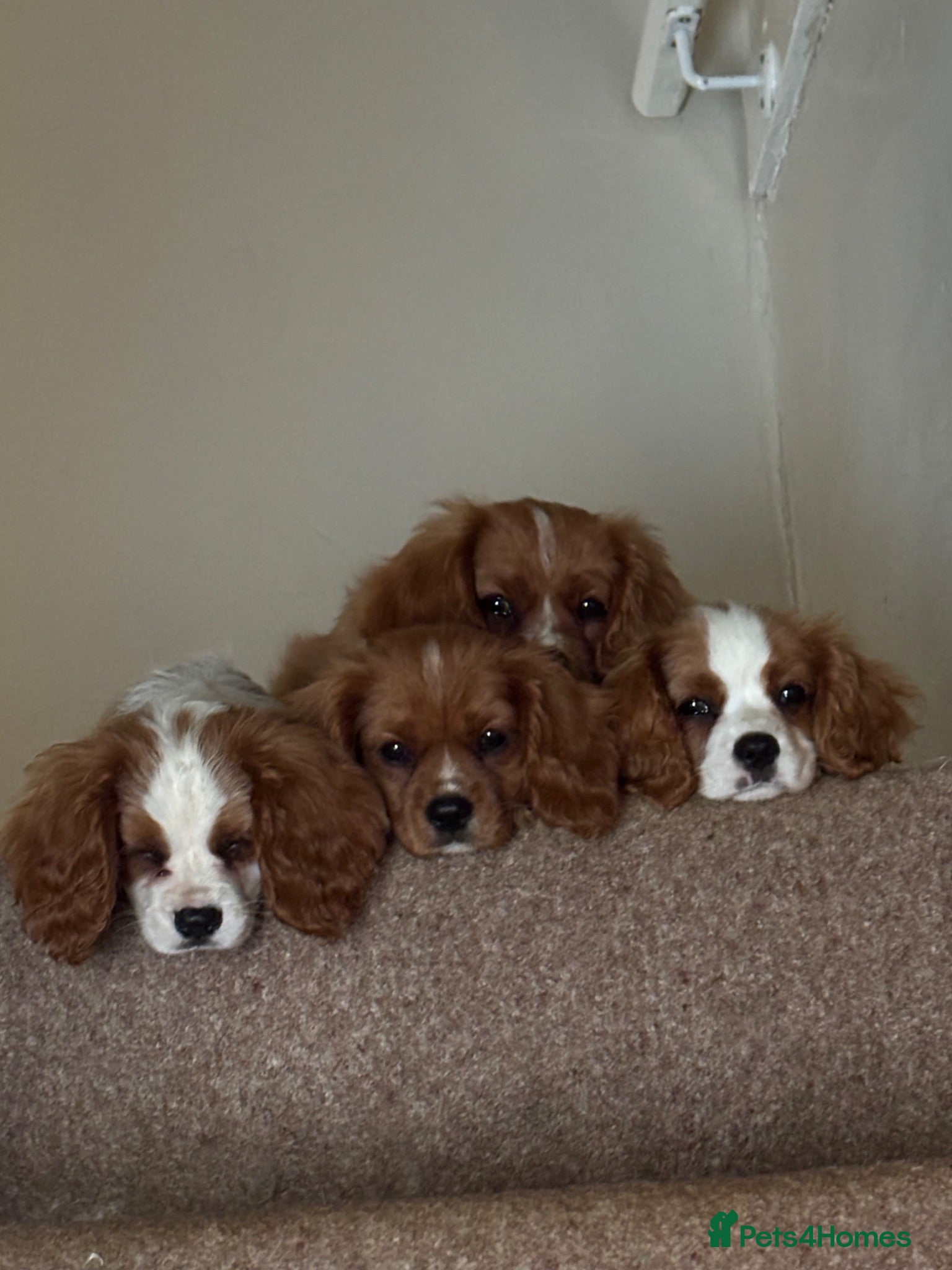 Cavalier King Charles Spaniel dogs Absolutely beautiful King Charles Cavalier puppies - Advert 1