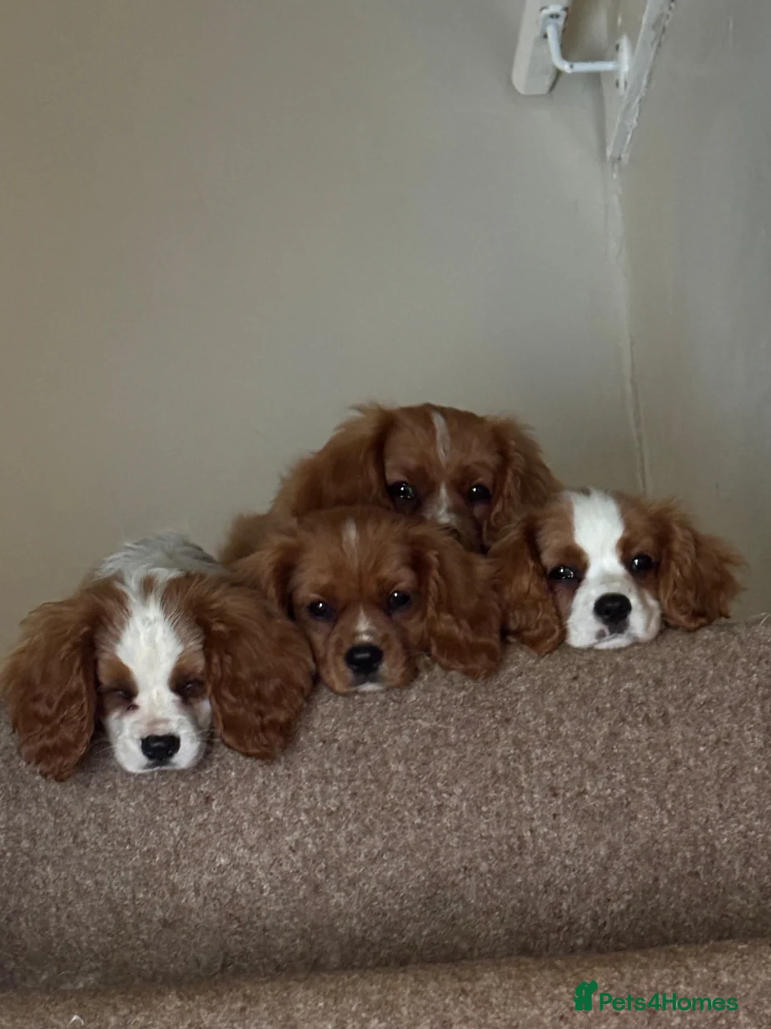 Cavalier King Charles Spaniel dogs for sale: Absolutely beautiful King Charles Cavalier puppies - Advert 1