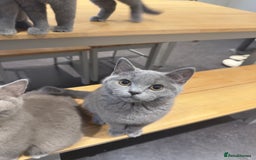 British Shorthair cats for sale: Gorgeous British Shorthair Kittens Chunky, Loving  - Image 9