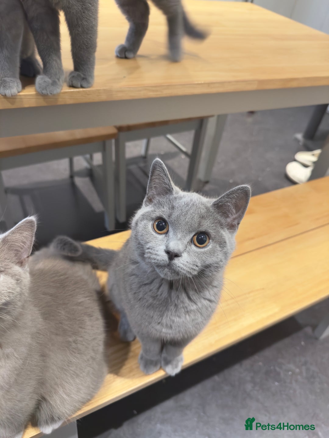 British Shorthair cats for sale: Gorgeous British Shorthair Kittens Chunky, Loving  - Image 9