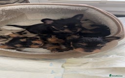 Yorkshire Terrier dogs for sale: Yorkshire Terrier Puppies  - Advert 7