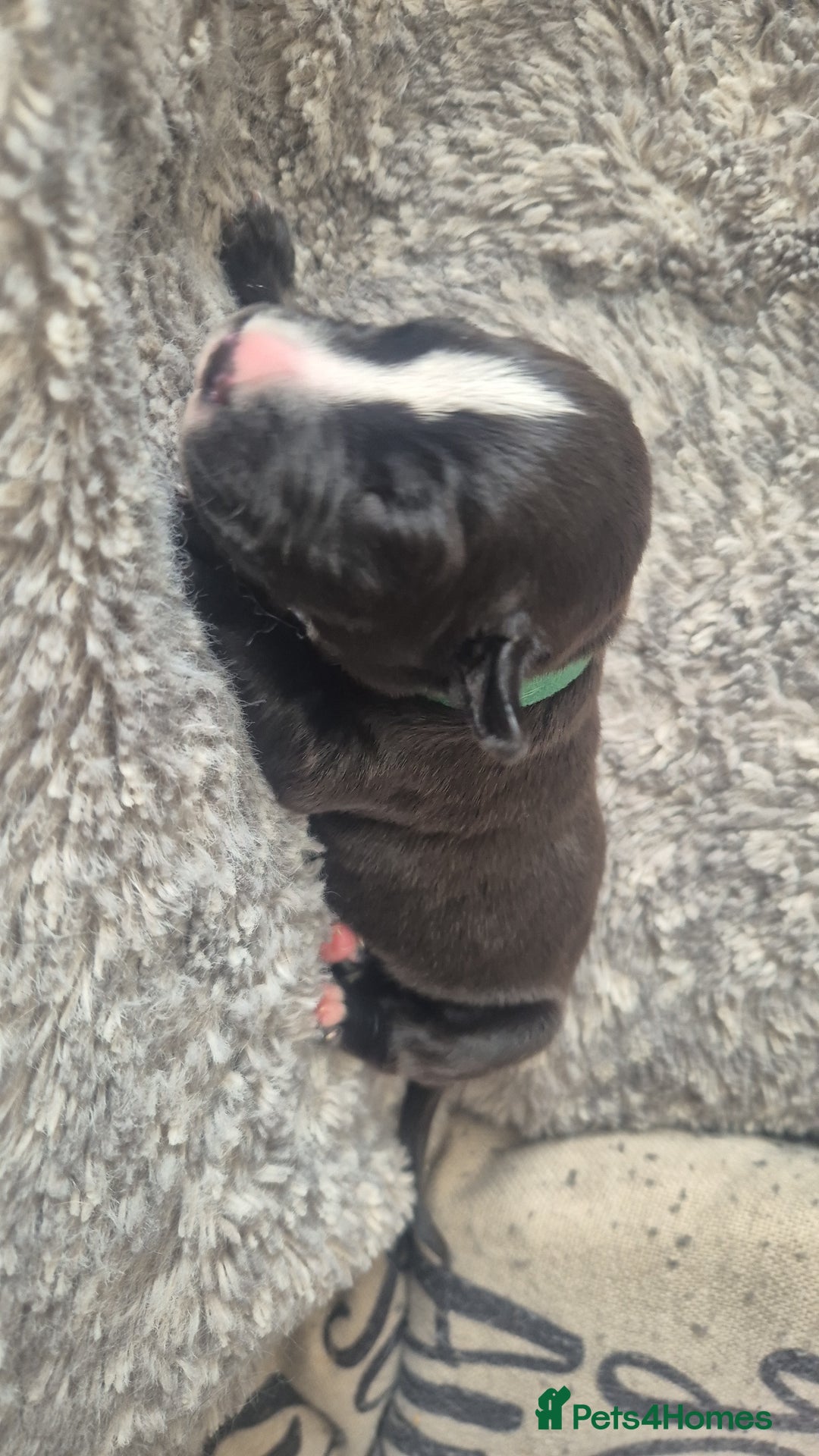 Mixed Breed dogs for sale: American bull staffy cross cane corso - Image 6
