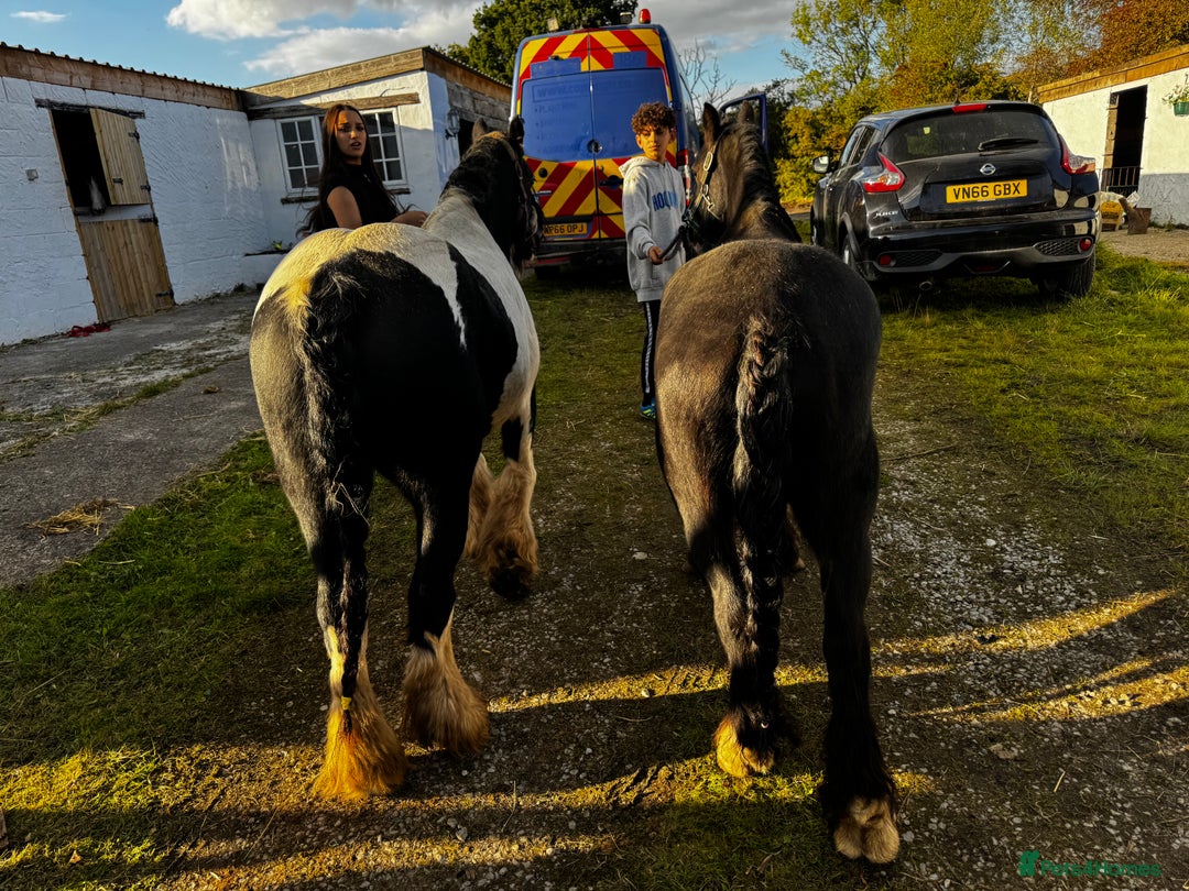 Irish Cob horses for sale: For sale 4 years mare - Image 9