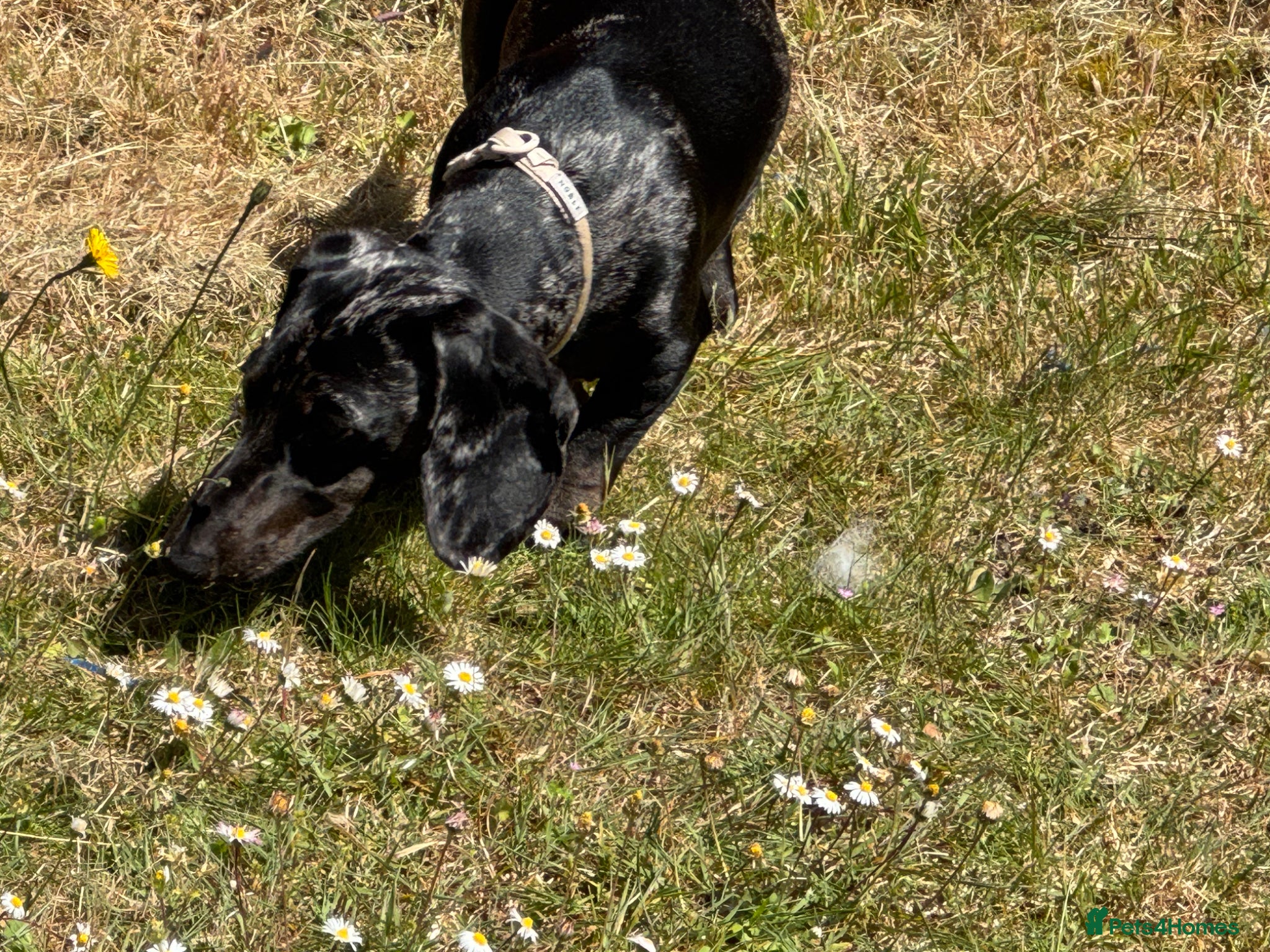 Dachshund dogs 1 year old female Dachshund for sale - Advert 4