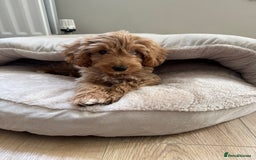 Cockapoo dogs for sale: F1B Female Cockapoo puppy - Image 3